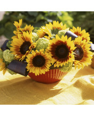 Tournesol F1 Solar Power