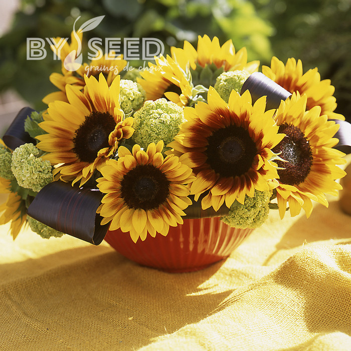 Tournesol F1 Solar Power F1