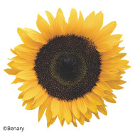 Tournesol F1 Solara® (pollen-free)