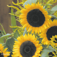 Tournesol F1 Solara® (pollen-free)