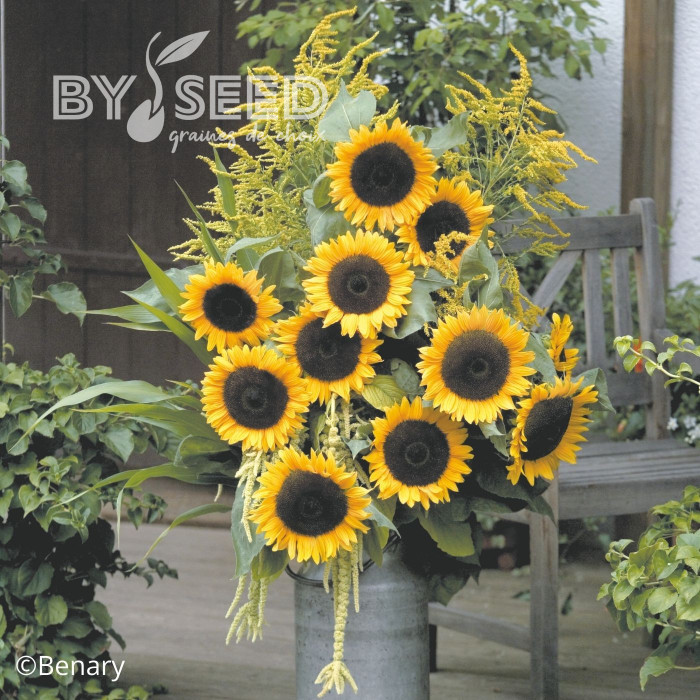 Tournesol F1 Solara® (pollen-free)