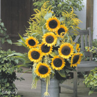 Tournesol F1 Solara® (pollen-free)