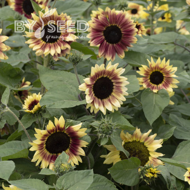 Tournesol F1 Summer Lovin