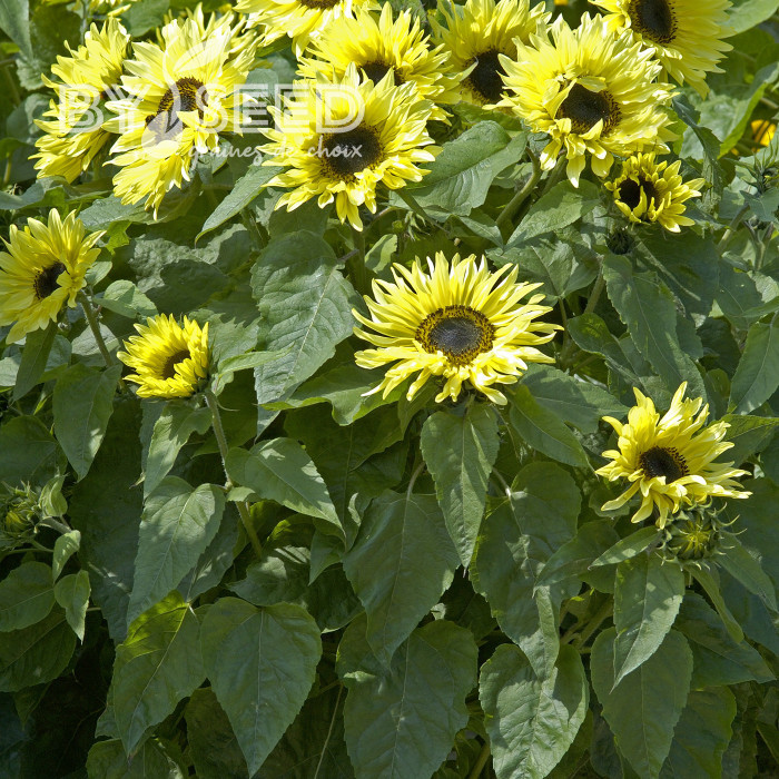 Tournesol haut Garden Statement