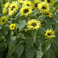 Tournesol haut Garden Statement