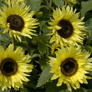 Tournesol haut Garden Statement