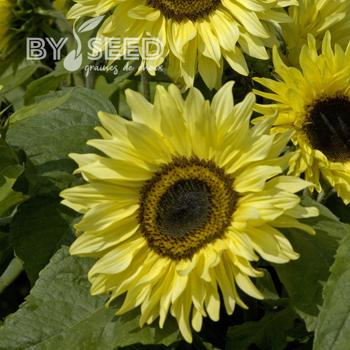 Tournesol haut Garden Statement