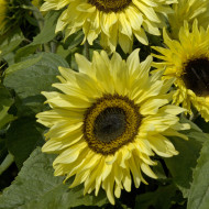 Tournesol haut Garden Statement