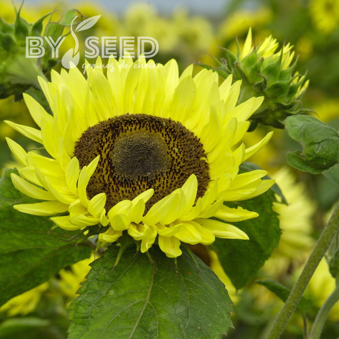 Tournesol haut Garden Statement