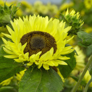 Tournesol haut Garden Statement
