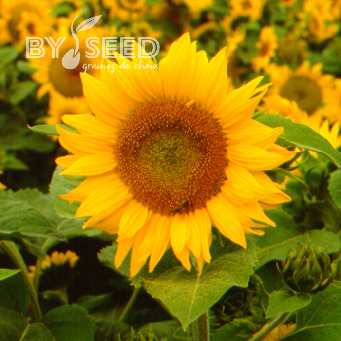 Tournesol haut Golden Hedge F1