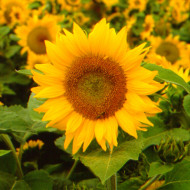 Tournesol haut Golden Hedge F1
