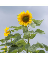 Tournesol haut Golden Hedge F1