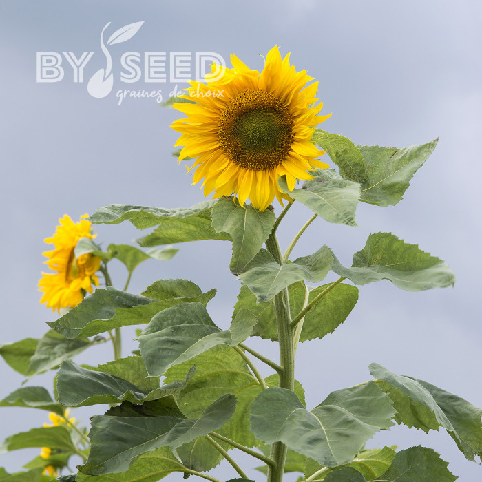 Tournesol haut Mongolian Giant