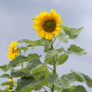 Tournesol haut Mongolian Giant