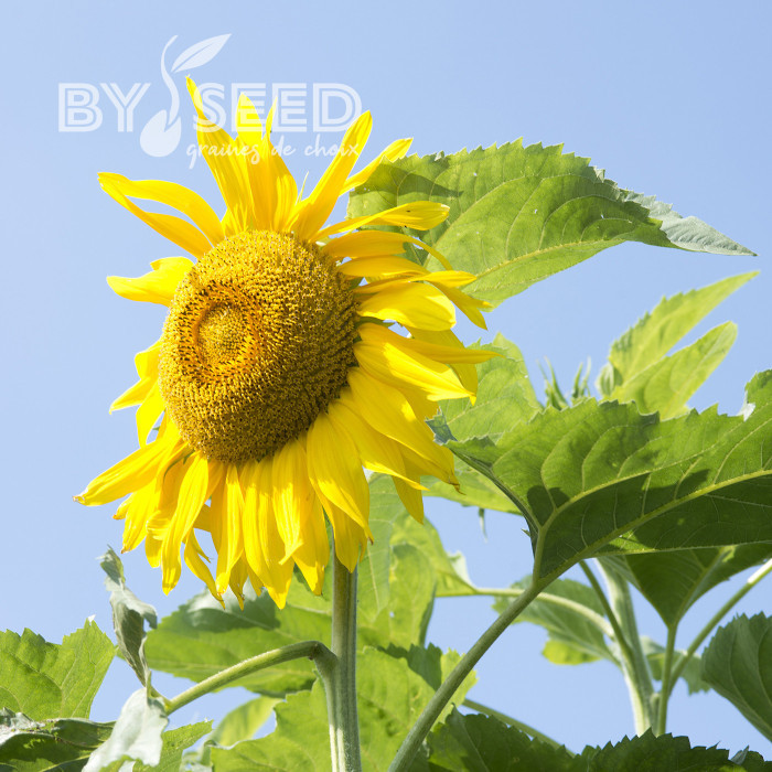 Tournesol haut Mongolian Giant