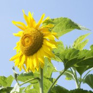 Tournesol haut Mongolian Giant