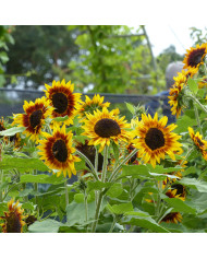 Tournesol haut Peredovick BIO (améliorant du sol)