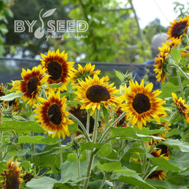 Tournesol haut Ring of Fire