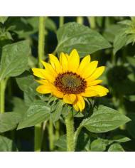 Tournesol haut Sonja®