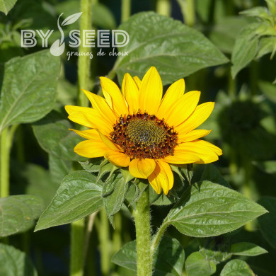 Tournesol haut Sonja® (BeGreen Coated)