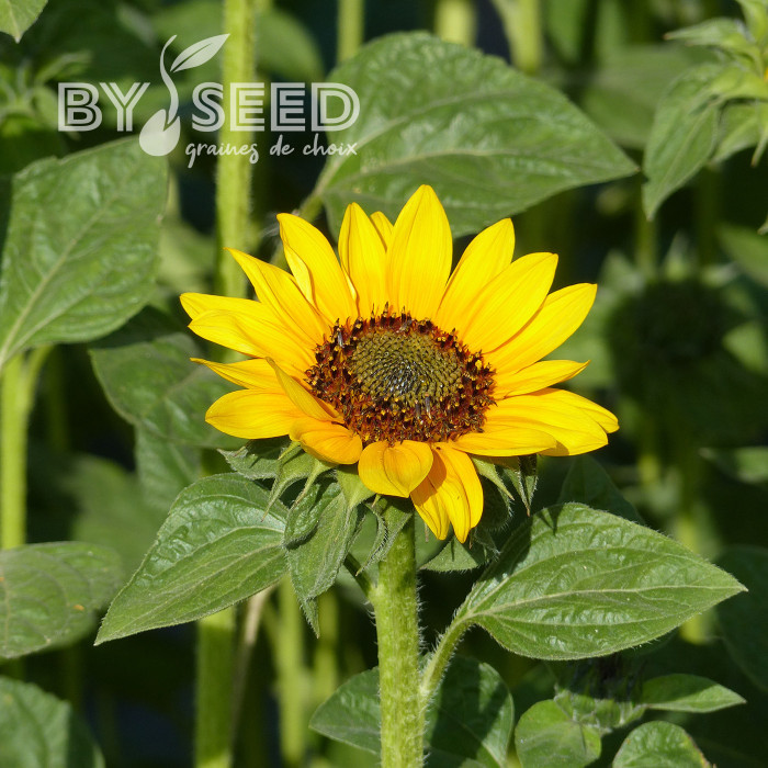Tournesol haut Sonja® (BeGreen Coated)