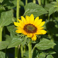 Tournesol haut Sonja® (BeGreen Coated)