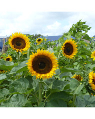 Tournesol haut Sonja® (BeGreen Coated)