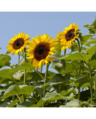 Tournesol haut Uniflorus Giganteus BIO