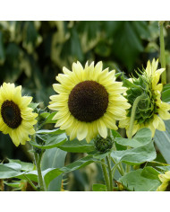 Tournesol nain Desire Red F1