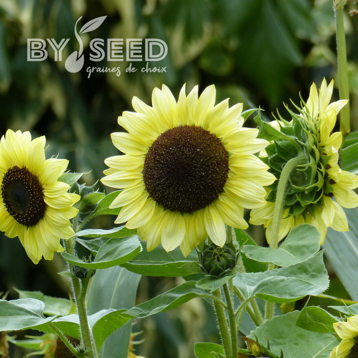 Tournesol haut Valentine®