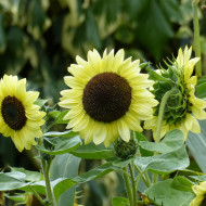Tournesol haut Valentine®