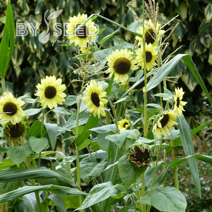 Tournesol haut Valentine®