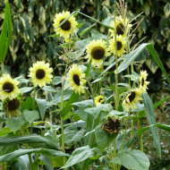 Tournesol haut Valentine®