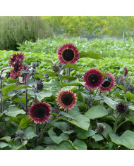 Tournesol haut Valentine®