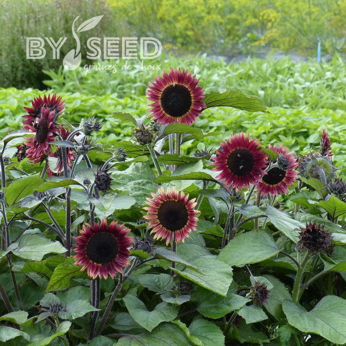 Tournesol nain Desire Red F1