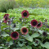 Tournesol nain Desire Red F1
