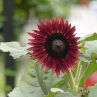 Tournesol nain Desire Red F1
