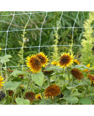 Tournesol nain Desire Red F1