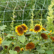 Tournesol nain Firefox
