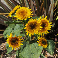 Tournesol nain Firefox