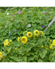 Tournesol nain Little Dorrit F1