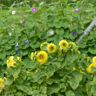 Tournesol nain Gummy Bear