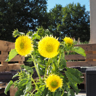 Tournesol nain Gummy Bear