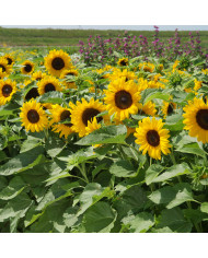 Tournesol nain Paquito Colorado