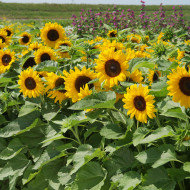 Tournesol nain Little Dorrit F1