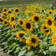 Tournesol nain Little Dorrit F1