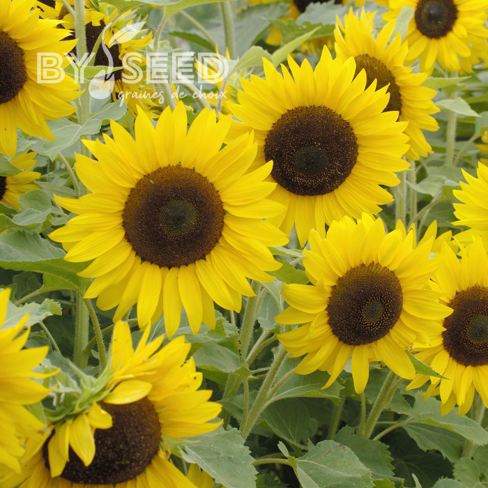 Tournesol nain Little Dorrit F1