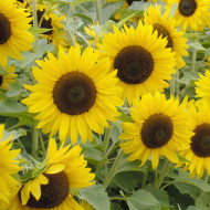 Tournesol nain Little Dorrit F1