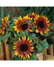 Tournesol nain Paquito Limon